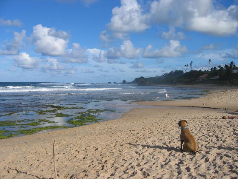 Round House Hotel Bathsheba Buitenkant foto
